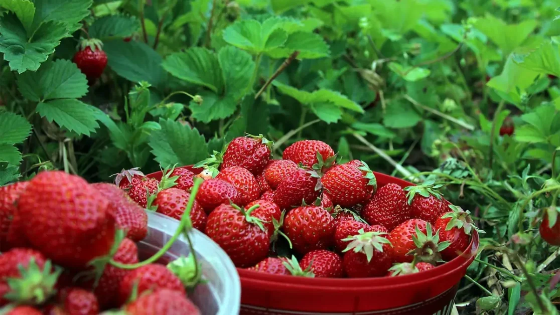 Fira midsommar i Stockholm 2025 – Här är de bästa offentliga firandena 1 Fira Midsommar I Stockholm 2025